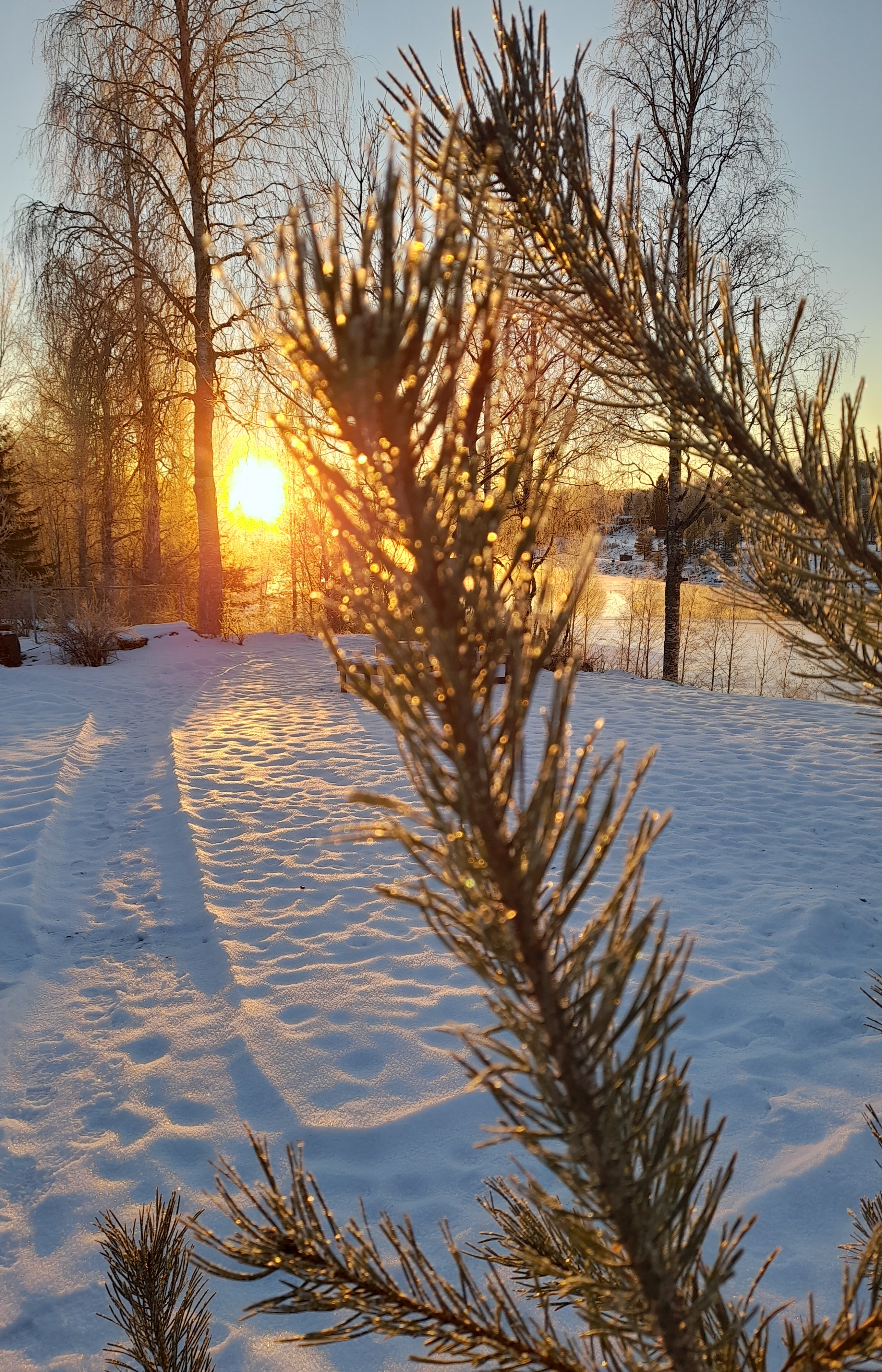 Sol, snö och gren med barr.jpg